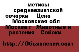 метисы среднеазиатской овчарки  › Цена ­ 2 000 - Московская обл., Москва г. Животные и растения » Собаки   